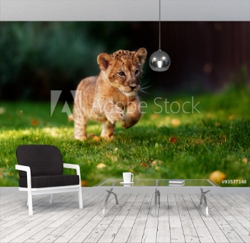Picture of Young lion cub in the wild